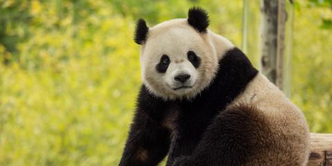 Two-year-old male giant panda Bao Li in his habitat at Shenshuping Base in Wolong, China, May 16.