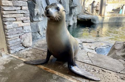 Photo of an adult sea lion standing on land.