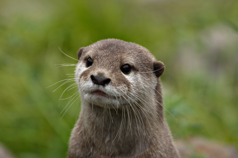 Closeup of an attentive otter.