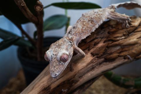 A leafy-looking gecko resting on a log.