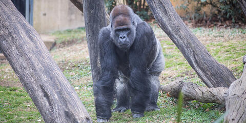 Silverback gorilla Baraka in his outdoor habitat.