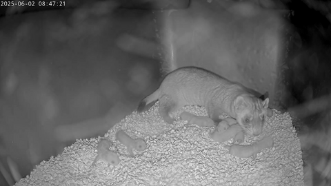 Animal care staff at NZCBI’s Front Royal, Virginia, campus welcomed a litter of eight black-footed ferret kits born to mother Aristides (above) and father ColeS.