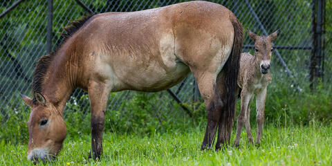 A mother and baby Przewalski's horse in front of a fence.