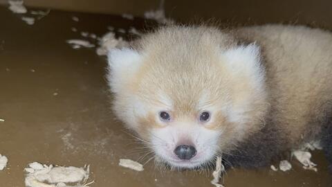 A red panda cub was born June 22 to mother Keahi and father Rocket at the Smithsonian's National Zoo and Conservation Biology Institute's campus in Front Royal, VA. Credit: Jessica Kordell/Smithsonian