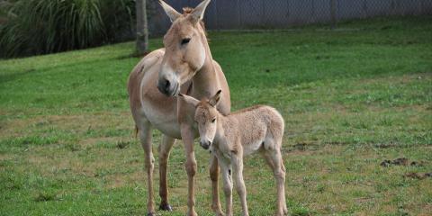 An adult and juvenile Persian onager standing in the grass