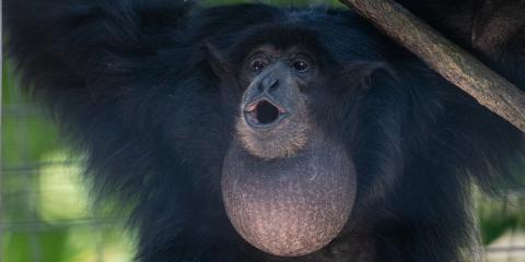 A primate, called a siamang, with thick black fur, long limbs and a large, round throat sack opens its mouth to make a vocalization
