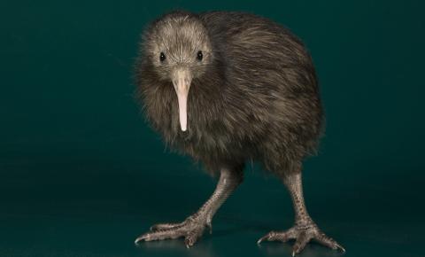 a young kiwi with a long pale bill, beady black eyes, long gray legs, and brown hairlike feathers