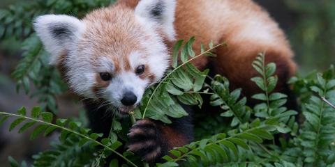 A red panda standing in a tree, using its front paw to hold a branch and eat leaves