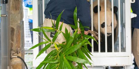 a keeper feeds a giant panda bamboo in a crate