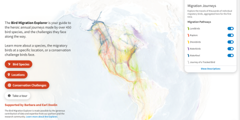 The homepage of the Bird Migration Explorer showing a map of North America with buttons and toggle buttons