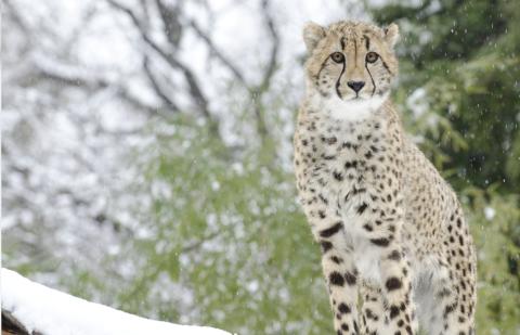 Enrichment can be as simple as the elements, like leaves falling in the autumn or snow in the winter. A cheetah standing with snow-covered trees in the background