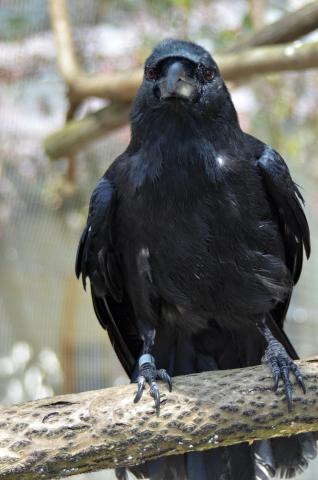 Clint, the only Mariana crow living outside of Rota in the Mariana Islands, at the Smithsonian Conservation Biology Institute in 2013. A Mariana crow, a bird with black feathers, perching on a branch.