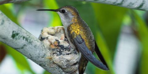 a hummingbird perched on a tree branch with a nest