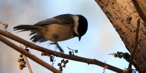 Photo credit: Gregory Gough, Smithsonian’s National Zoo small bird jumping on a branch near berries