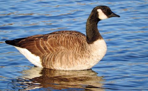 Photo credit: Gregory Gough, Smithsonian’s National Zoo large goose standing in water