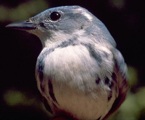 A gray and white bird