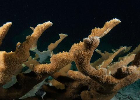 coral