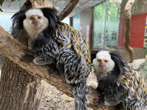 Geoffroy's marmosets Edwin (left) and Lilo (right) rest on a tree branch in their habitat. Geoffroy's marmosets Edwin (left) and Lilo (right) sitting on a branch in their exhibit.