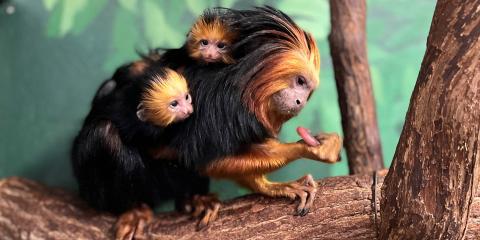 an adult golden-headed lion tamarin sits on a branch. two babies cling to her back.