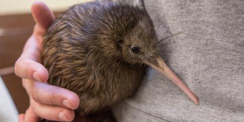 Kiwi feathers resemble a shaggy coat of brown hair. These birds are so remarkably unbirdlike in appearance and behavior that they are often referred to as an "honorary mammal."