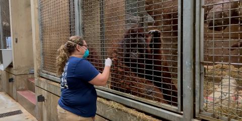 Primate keeper administers a vaccine to a Bornean orangutan through safety mesh