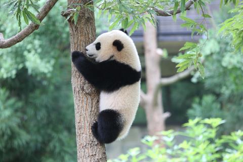 Bao Bao 