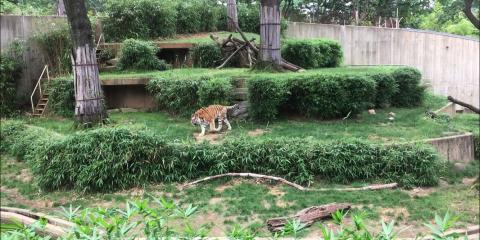 Amur tiger Pavel explores his yard.