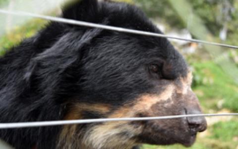 Andean Bear in Peru