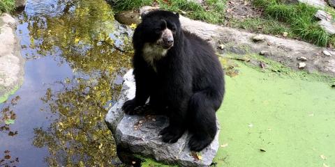 Quito at the Zoo Duisburg in Germany