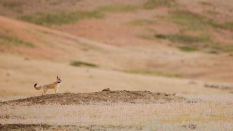 A swift fox with a small body, bushy tail and tall, pointed ears stands on a mound of dirt on an open prairie. The fox is wearing a lightweight GPS collar around its neck.