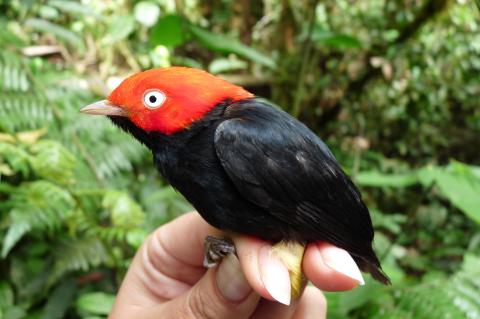 Manakin
