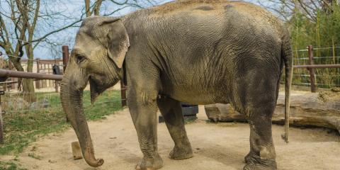 Asian elephant Swarna at the Elephant Trails exhibit. 