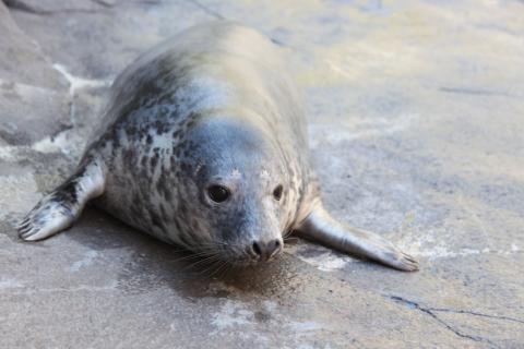 Gray seal Birdie explores her habitat on American Trail
