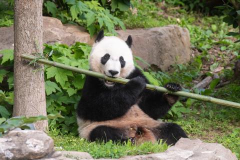 Giant panda Bei Bei munches on a bamboo stalk. Giant panda Bei Bei munches on a stalk of bamboo.