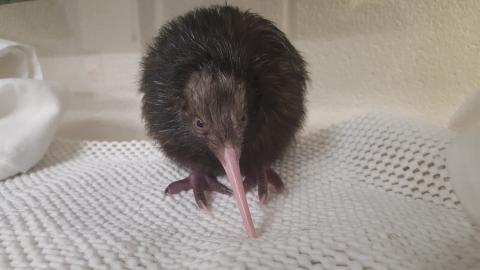 A female brown kiwi chick hatched at the Smithsonian Conservation Biology Institute in Front Royal, Virginia, Jan. 9. Photo credit: Wesley Bailey, Smithsonian Conservation Biology Institute A kiwi chick standing on a small white towel