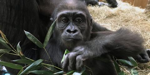 Western lowland gorilla Moke at the Great Ape House.