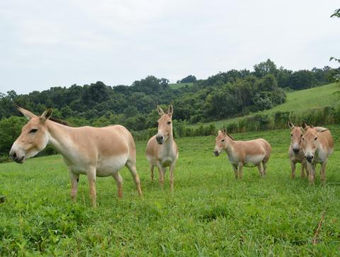From left to right Farah, Zaria, Dorri, Yasmin and Sayeh. Five female Persian onagers in a field.