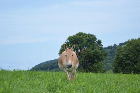 Sayeh, an 11-year-old female who recently gave birth to her first foal Aug. 1 A female Persian onager, a tan colored wild ass, walking in a hilly field.