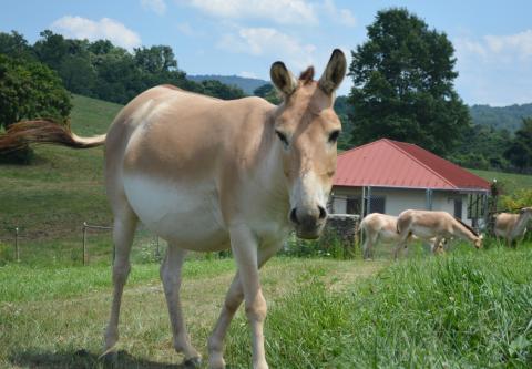 Dorri is a 7-year-old female and tightly-bonded with Farah. Dorri is pregnant and will foal anytime between now and September. A female onager with the rest of her herd grazing behind her.