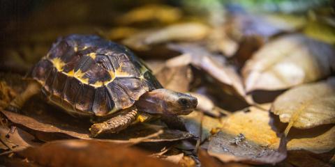 Home's Hinge-Back Tortoise at the Reptile Discovery Center