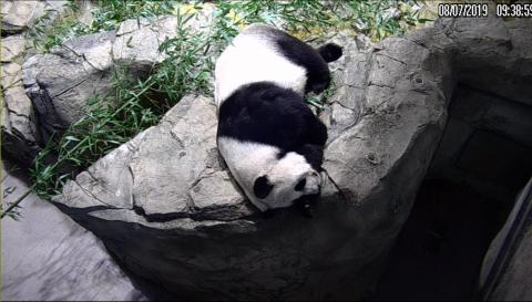 Mei Xiang sleeping on the rocks in her enclosure inside the panda house. Giant panda Mei Xiang sleeping on a rock inside the panda house.