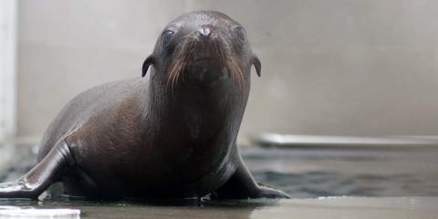 A sea lion pup behind-the-scenes at American Trail.
