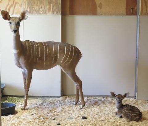 Lesser kudu female Rogue with her newborn male calf behind the scenes at the Zoo’s Cheetah Conservation Station. Lesser kudu female Rogue with her newborn male calf behind the scenes at the Zoo’s Cheetah Conservation Station.