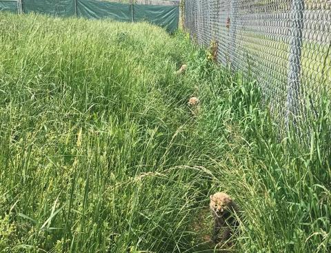 Can you spot three cheetahs in the grass? The 5-week-old cubs were born April 8, 2020. Five-week-old cheetah cubs in the tall grass.