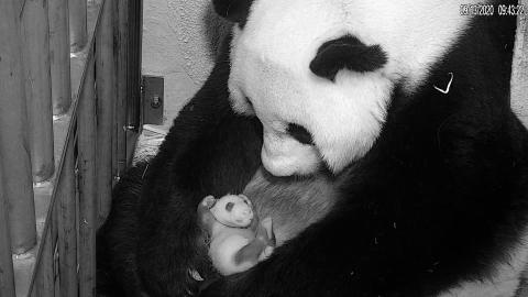 Giant panda Mei Xiang cradles her cub Sept. 13, 2020. Giant panda Mei Xiang cradles her cub on Sept. 13, 2020.