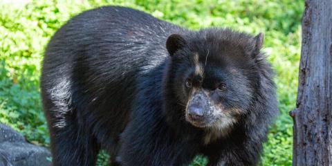 Andean bear Brienne on exhibit.