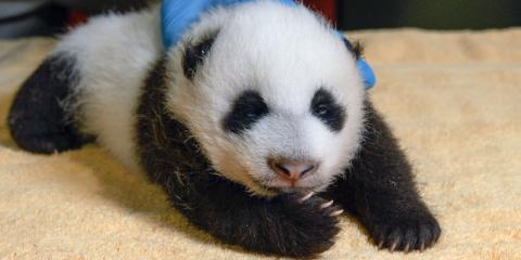 Giant panda cub during its keeper exam Oct. 14, 2020.