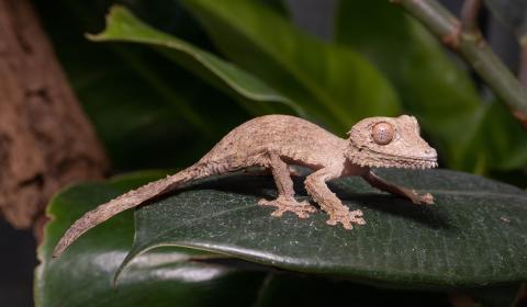 Henkel's leaf-tailed gecko hatchling