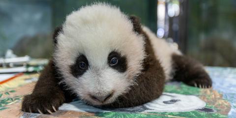 Giant panda cub on Nov. 9, 2020 during a keeper exam.