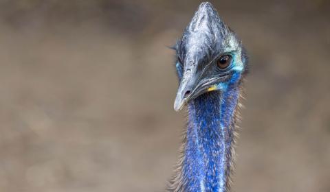 A closeup of a southern cassowary's face. 